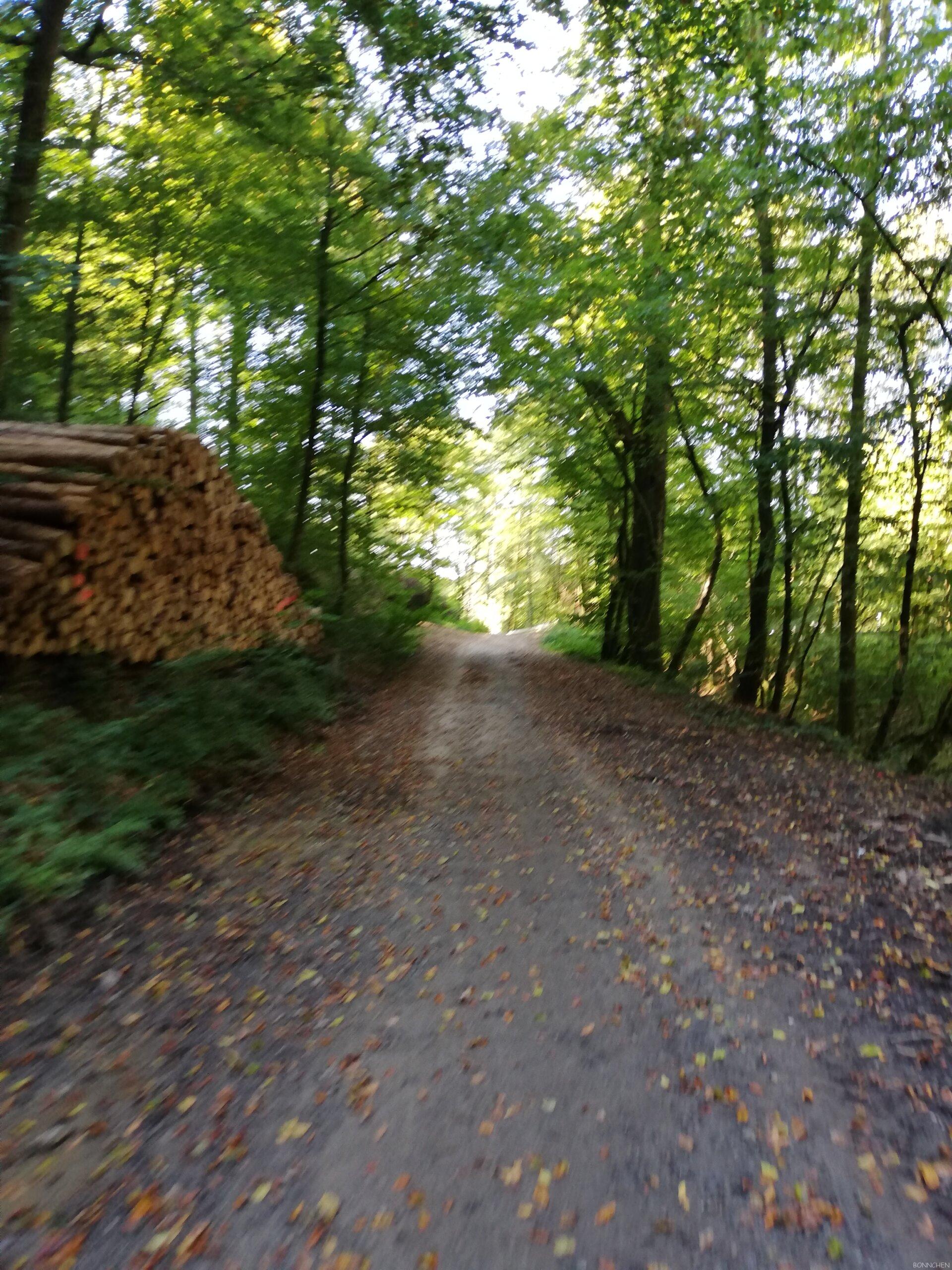 Erster Holzstapel auf dem Holzweg Erlebnisweg