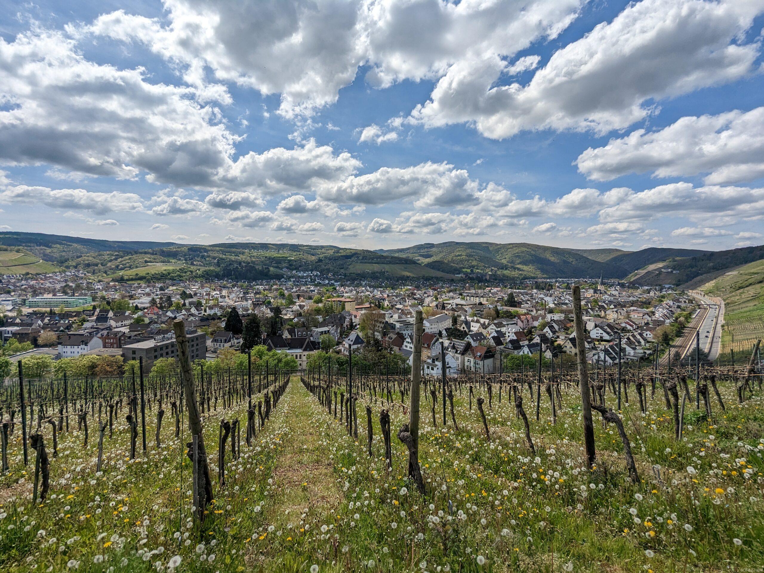 Blick auf Bad Neuenahr-Ahrweiler über die Weinberge auf dem Birnenrundwanderweg Lantershofen