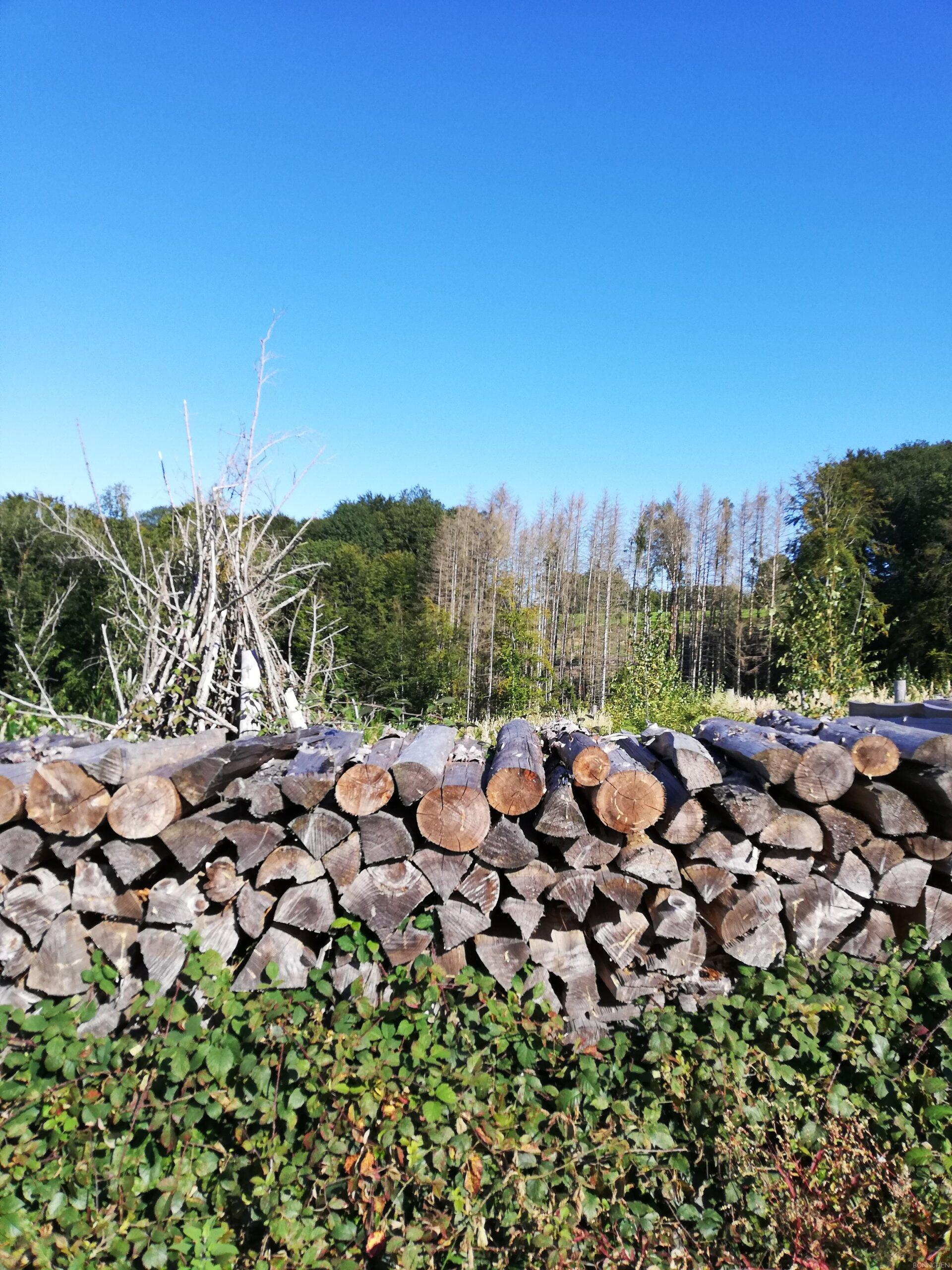Holzstapel vor gerodeter Fläche auf dem holzweg