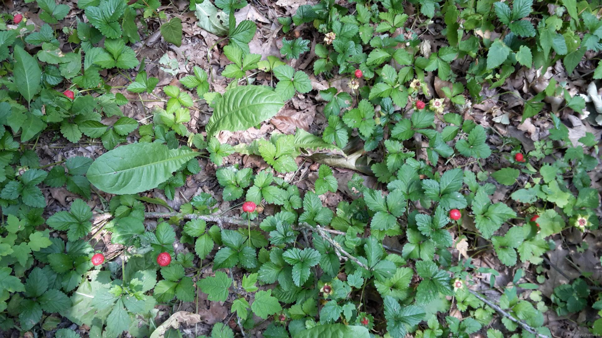 Wilde Erdbeeren im Forstbotanischen Garten auf der ersten Köönpfad Strecke