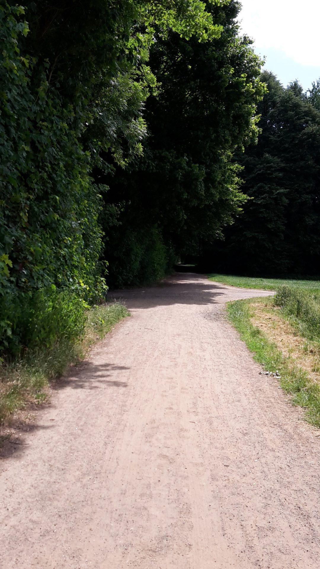 Weg durch den Friedenswald Park auf der Kölnpfad Etappe 1