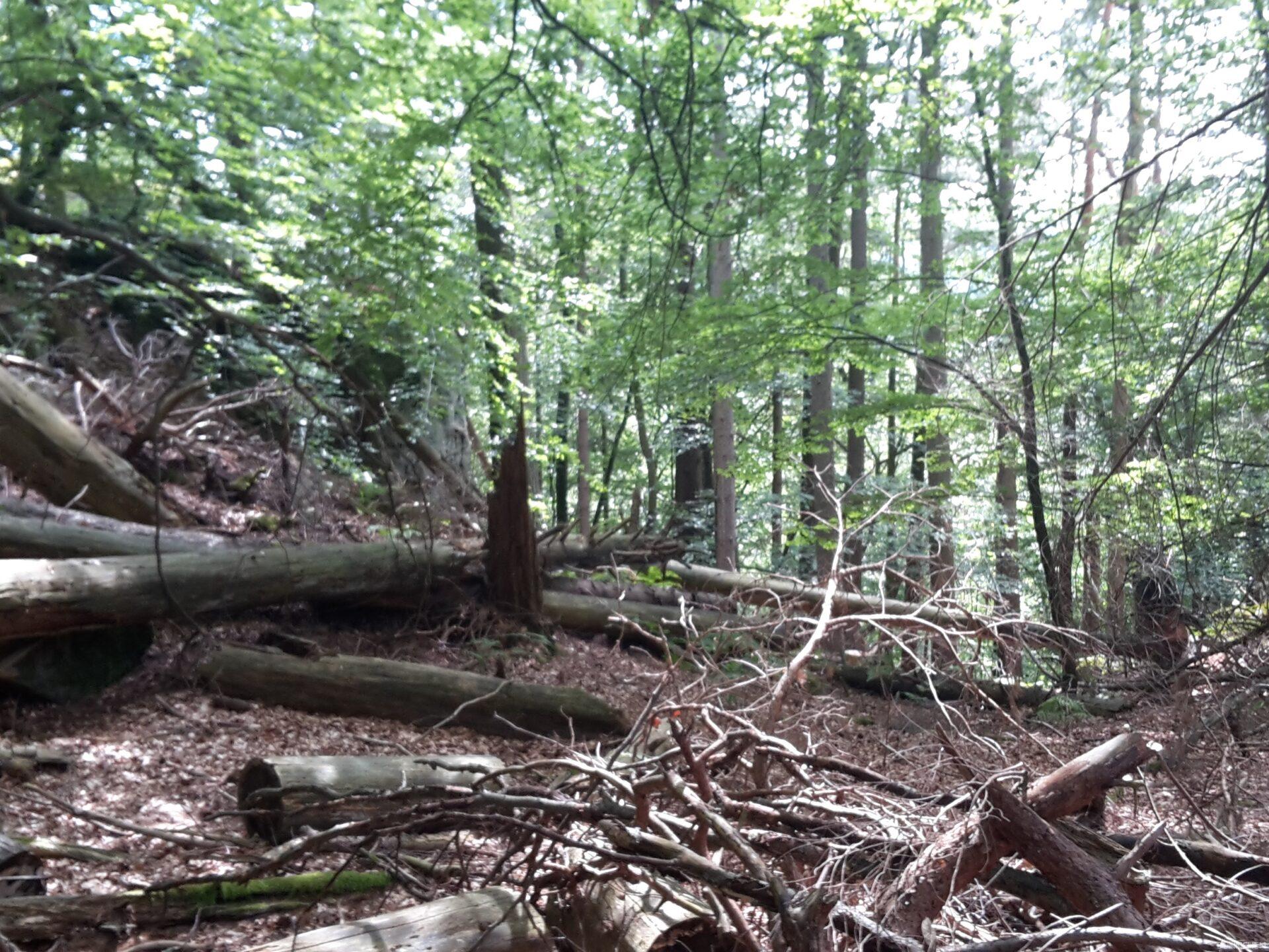Wald rund um den Felsenweg 5 in Irrel
