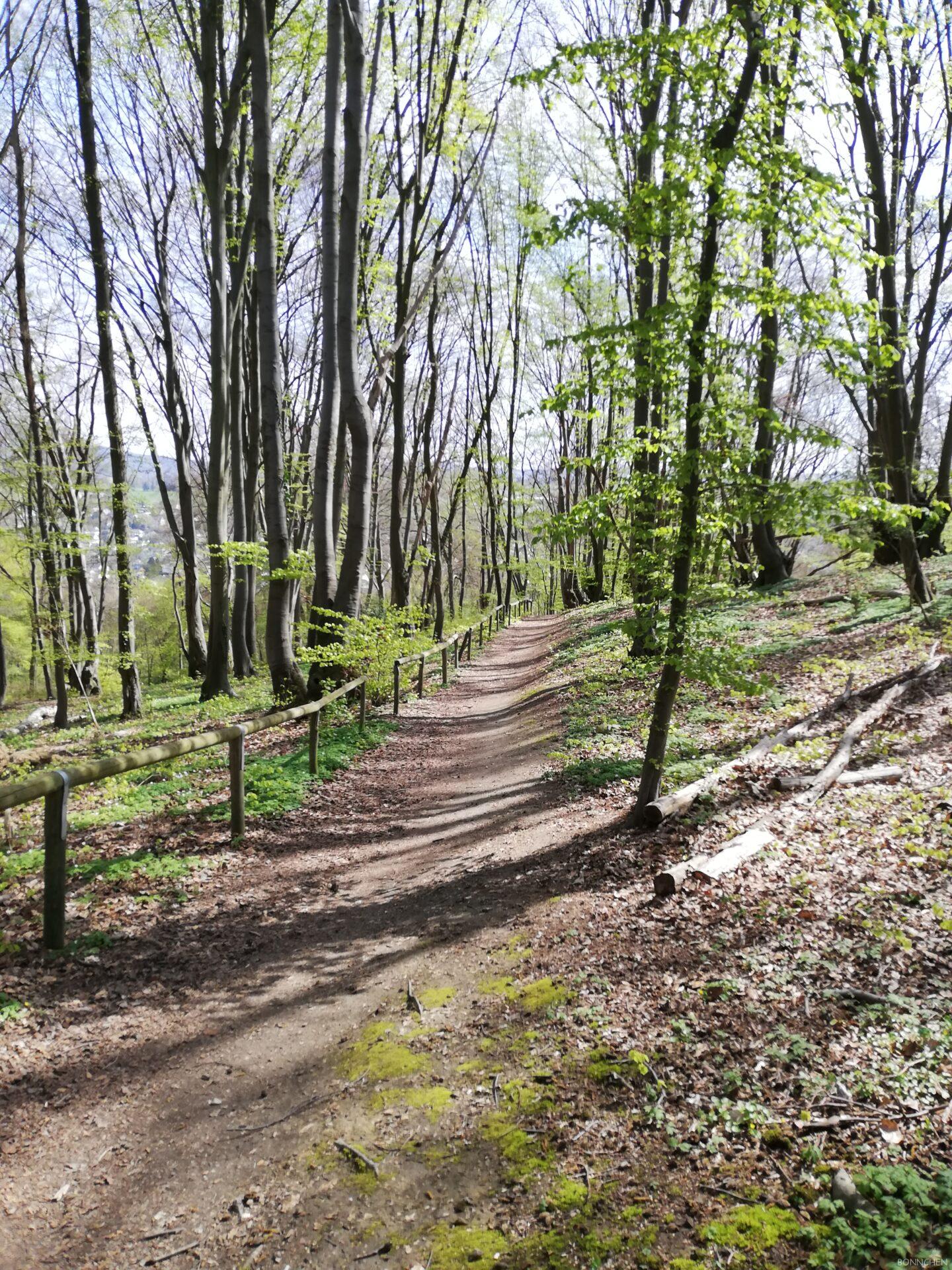 Schöner Waldweg auf der Dächelsberg-Runde