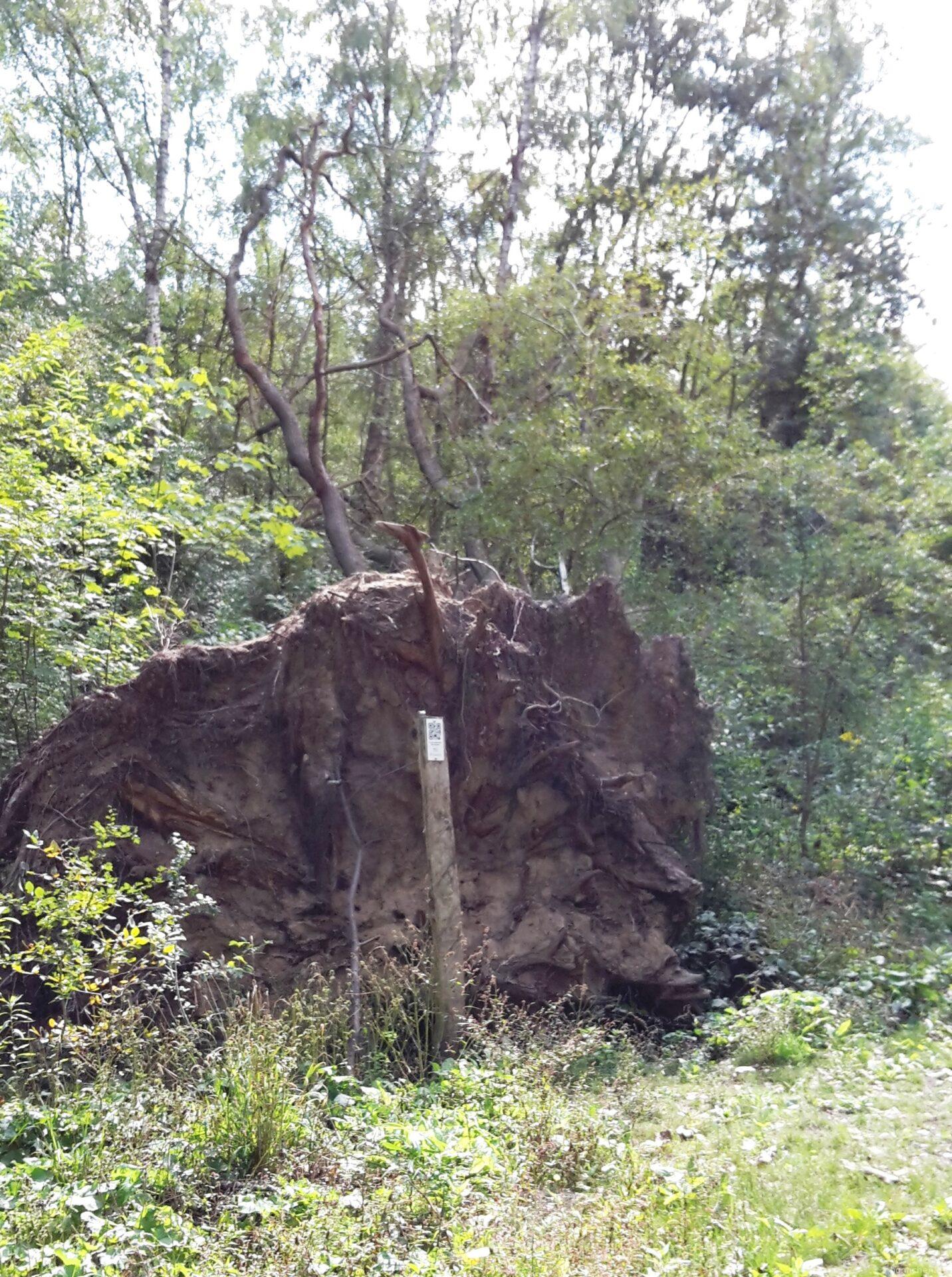 Umgefallener Baum auf Kölnpfad Etappe 9