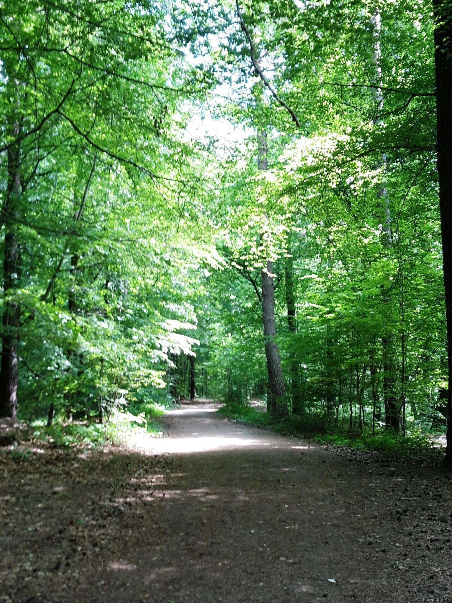 Naturschutzgebiete Wald Kölnpfad Etappe 7