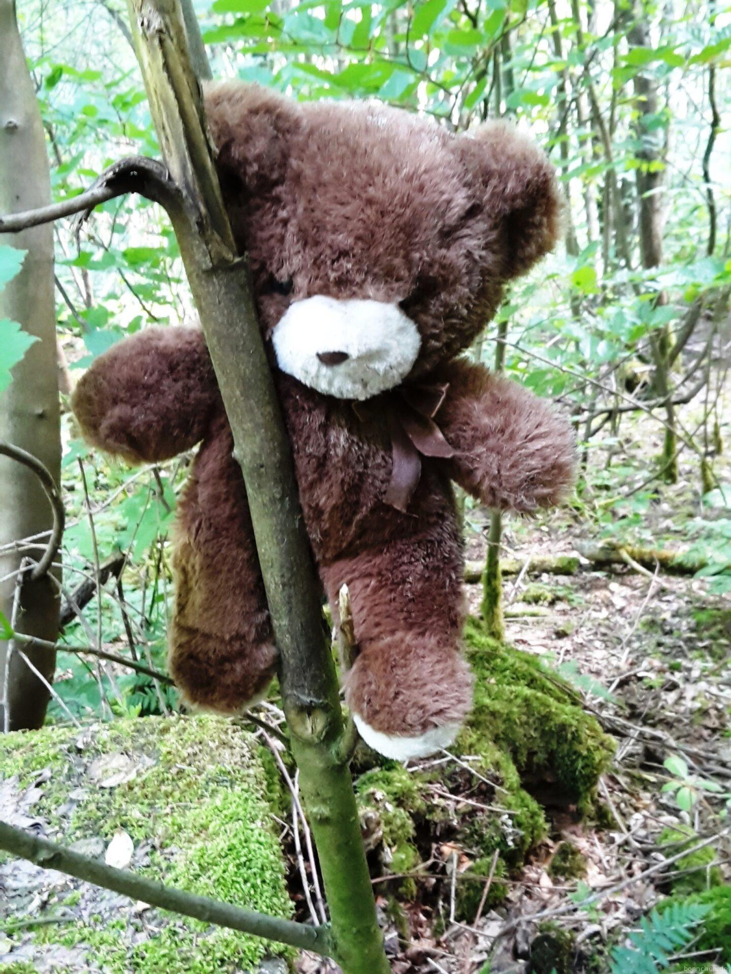 Naturschutzgebiet Thielenbruch und Thurner Wald: Vergessener Teddybär – wer mag denn Bären nicht?! ;-)