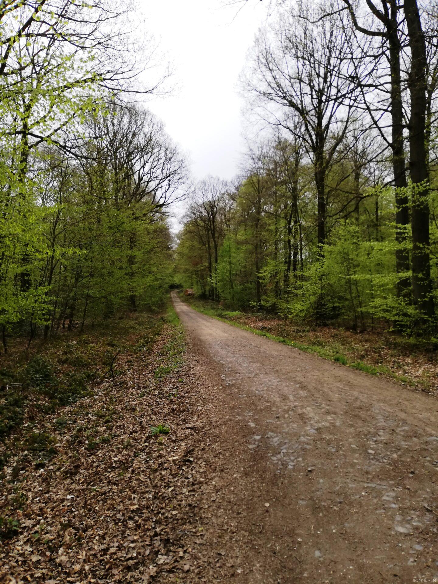 Weg in den Rheinbacher Wald