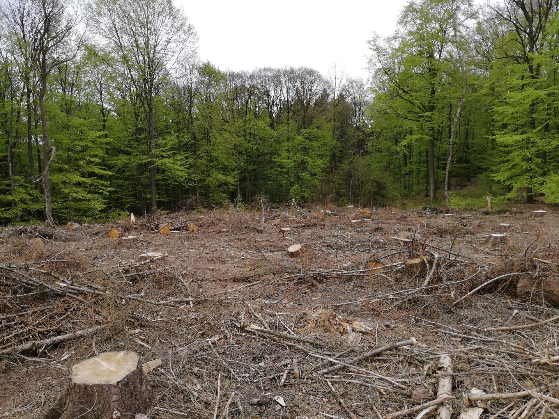 Tote Bäume auf der Tomburg-Runde
